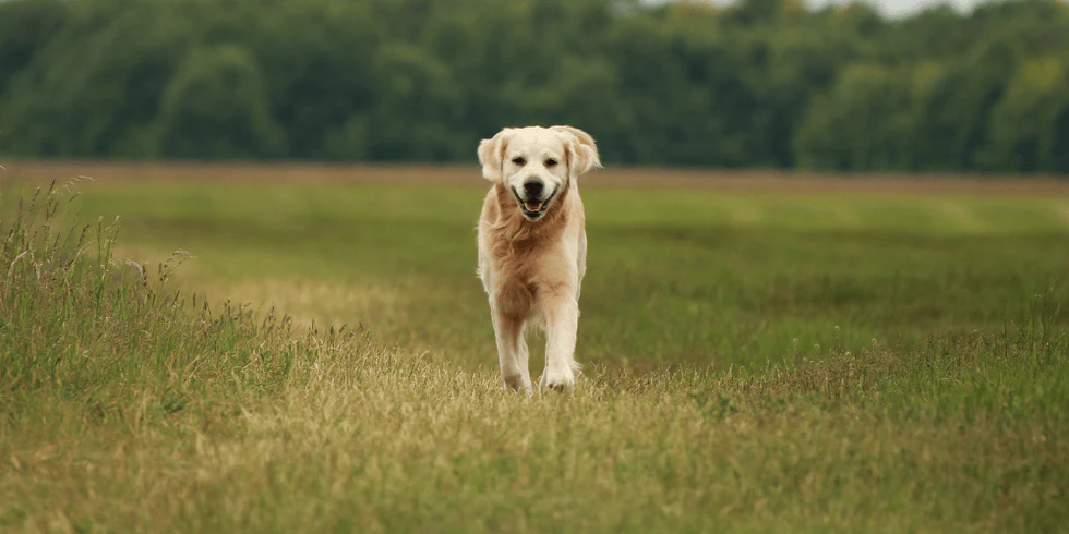 Ireland's Ultimate Pet Style Hub